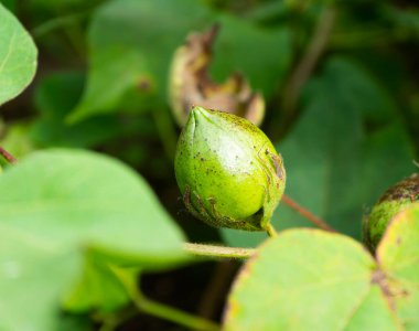 Hindistan 'da çiçekli yeşil pamuk tarlası, Maharashtra, Hindistan.
