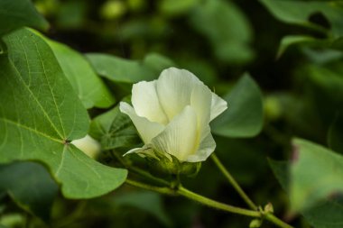 Hindistan 'da çiçekli yeşil pamuk tarlası, Maharashtra, Hindistan.