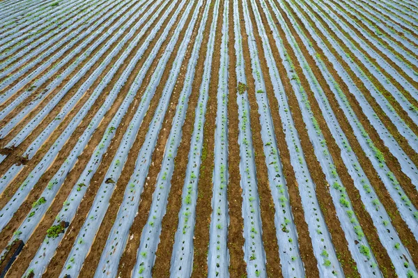 Yeşil domates çiftliği, Maharashtra, Hindistan.