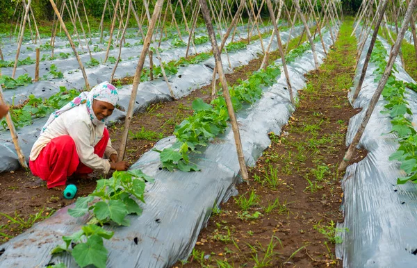 Kvinna Som Arbetar Gurka Plantage Fält Indien — Stockfoto