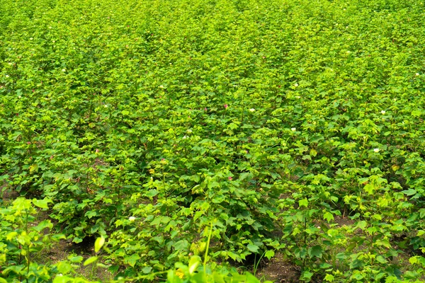 Campo Algodão Verde Índia Com Flores Maharashtra Índia — Fotografia de Stock