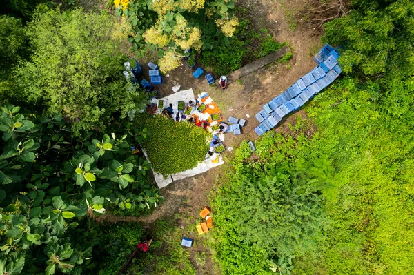 Nagpur Maharashtra India Září 2021 Neidentifikované Zemědělce Sklízející Pomeranče Pomerančovém — Stock fotografie