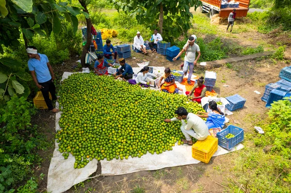 NAGPUR, MAHARASHTRA, INDIA, 24 Eylül 2021: Turuncu alanda portakal toplayan tanımlanamayan çiftçi.