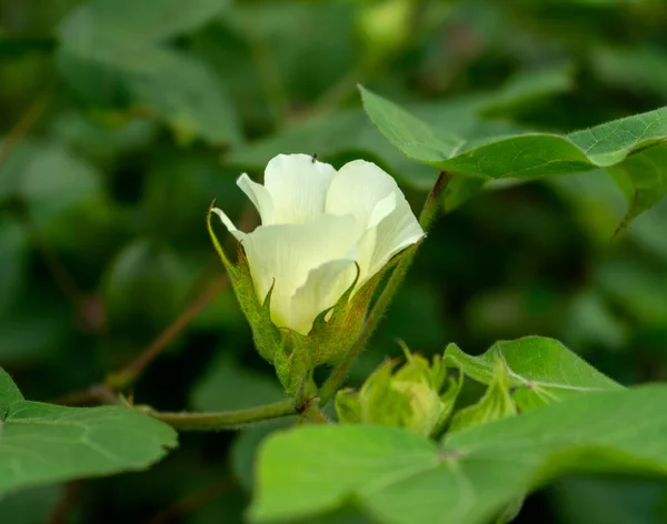 Green cotton field in India with flowers, Maharashtra, India.