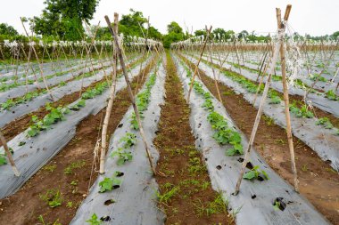 Hindistan 'da salatalık yetiştirme tarlası.