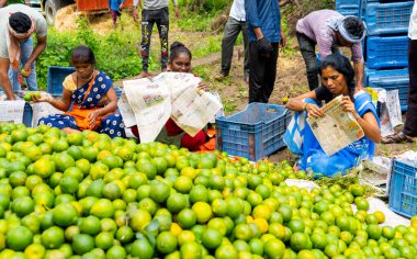 NAGPUR, MAHARASHTRA, INDIA, 24 Eylül 2021: Portakal hasat eden ve turuncu alanda ambalaj sıralayan çiftçi.