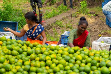 NAGPUR, MAHARASHTRA, INDIA, 24 Eylül 2021: Portakal hasat eden ve turuncu alanda ambalaj sıralayan çiftçi.