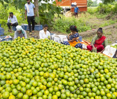 NAGPUR, MAHARASHTRA, INDIA, 24 Eylül 2021: Portakal hasat eden ve turuncu alanda ambalaj sıralayan çiftçi.