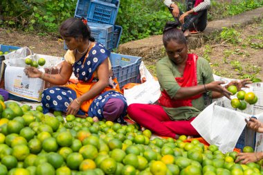 NAGPUR, MAHARASHTRA, INDIA, 24 Eylül 2021: Turuncu alanda portakal toplayan tanımlanamayan çiftçi.
