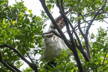 NAGPUR, MAHARASHTRA, INDIA, 24 Eylül 2021: Turuncu alanda portakal toplayan tanımlanamayan çiftçi.