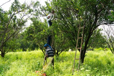 NAGPUR, MAHARASHTRA, INDIA, 24 Eylül 2021: Turuncu alanda portakal toplayan tanımlanamayan çiftçi.