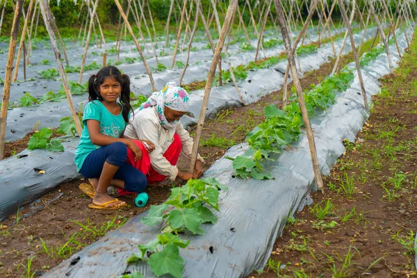 NAGPUR, MAHARASHTRA, Hindistan, 24 Eylül 2021: Tarlada çalışan çiftçi.
