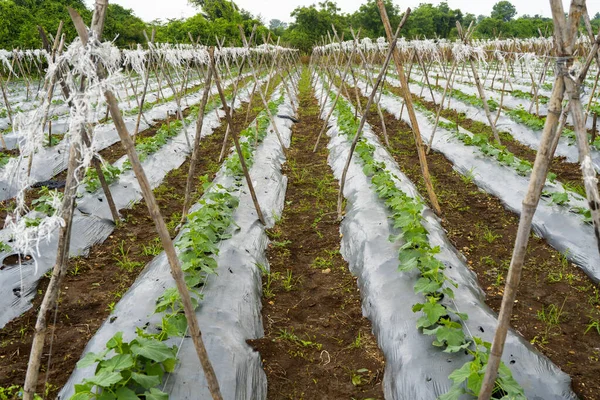 Cucumber Plantation Growing Field Índia — Fotografia de Stock