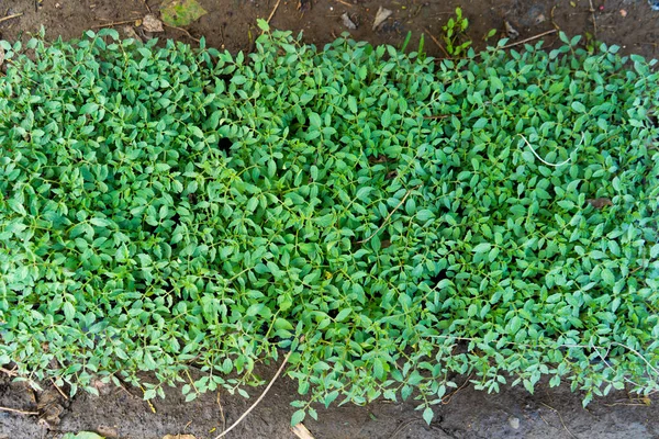 Yeşil domates çiftliği, Maharashtra, Hindistan.