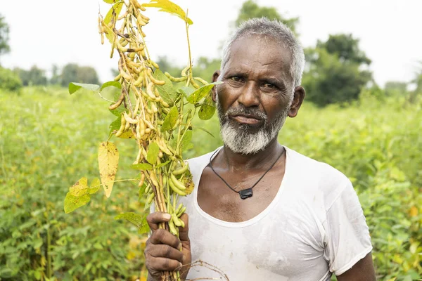 Hindistan 'da soya tarlasında duran kıdemli çiftçi.