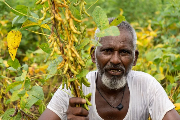 Hindistan 'da soya tarlasında duran kıdemli çiftçi.