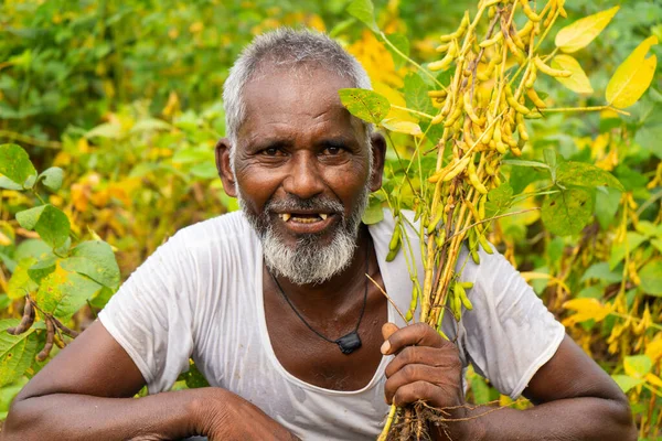 Hindistan 'da soya tarlasında duran kıdemli çiftçi.