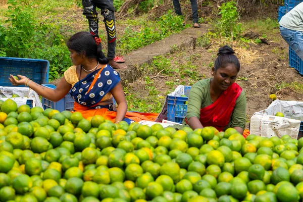 NAGPUR, MAHARASHTRA, INDIA, 24 Eylül 2021: Portakal hasat eden ve turuncu alanda ambalaj sıralayan çiftçi.
