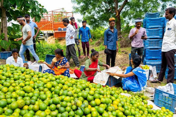 NAGPUR, MAHARASHTRA, INDIA, 24 Eylül 2021: Portakal hasat eden ve turuncu alanda ambalaj sıralayan çiftçi.