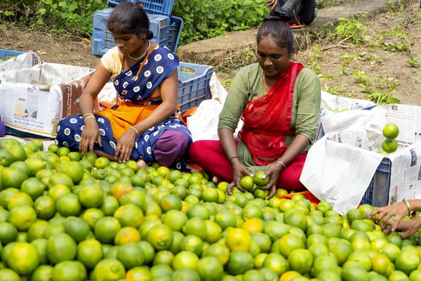 NAGPUR, MAHARASHTRA, INDIA, 24 Eylül 2021: Portakal hasat eden ve turuncu alanda ambalaj sıralayan çiftçi.