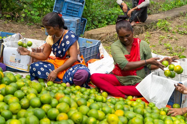 NAGPUR, MAHARASHTRA, INDIA, 24 Eylül 2021: Turuncu alanda portakal toplayan tanımlanamayan çiftçi.