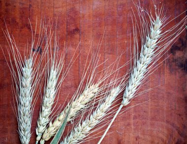 Tahta masada buğday kulağı, sağlıklı gıda konsepti..