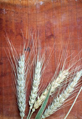 Tahta masada buğday kulağı, sağlıklı gıda konsepti..