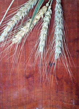 Tahta masada buğday kulağı, sağlıklı gıda konsepti..