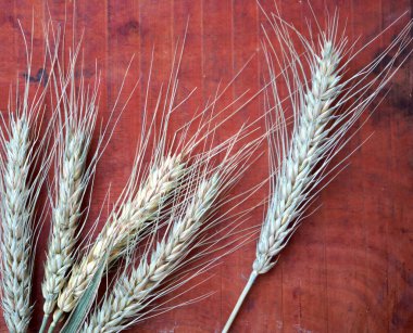 Tahta masada buğday kulağı, sağlıklı gıda konsepti..