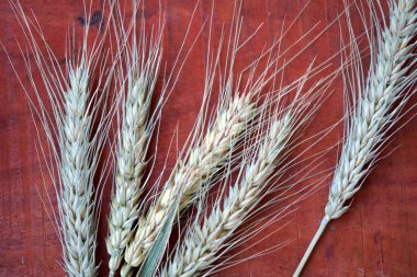 Tahta masada buğday kulağı, sağlıklı gıda konsepti..