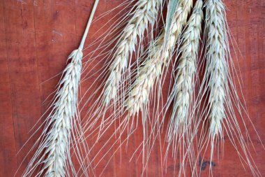 Tahta masada buğday kulağı, sağlıklı gıda konsepti..