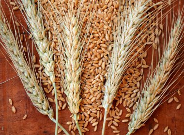 Tahta masada buğday ve buğday tohumu, sağlıklı gıda konsepti..