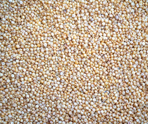 Semi Sorgo Grani Texture Fondo — Foto Stock