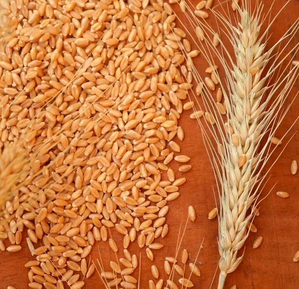 Ear of wheat and wheat grain on wooden table, Healthy food concept.