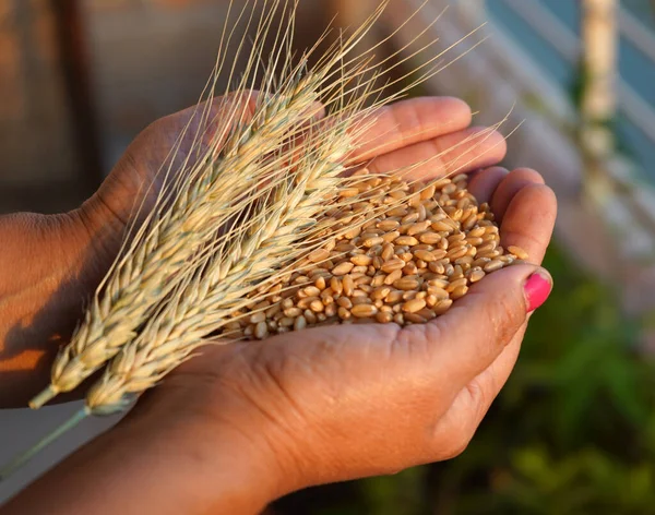 Mujer Sosteniendo Trigo Grano Trigo Sus Manos — Foto de Stock