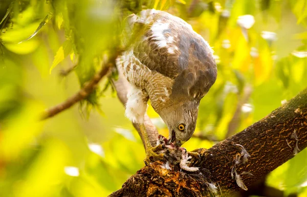 Aigle Mangeant Oiseau Fraîchement Capturé — Photo