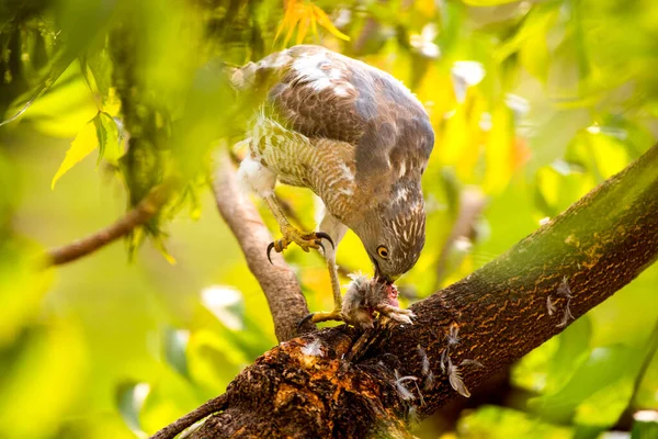 Águila Comiendo Pájaro Recién Capturado —  Fotos de Stock