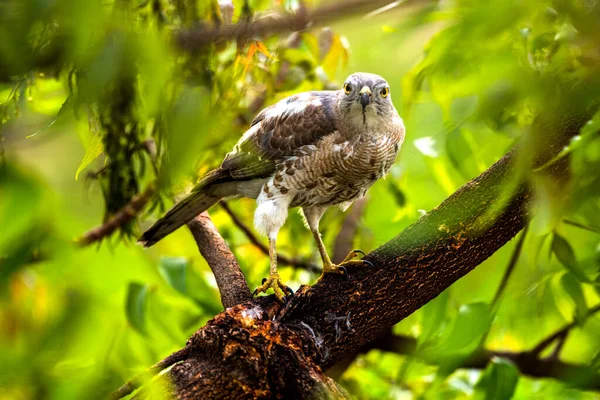 Águila Comiendo Pájaro Recién Capturado —  Fotos de Stock