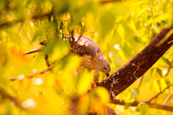 Águila Comiendo Pájaro Recién Capturado —  Fotos de Stock