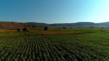 Güneş Çiçeği Tarlasında Rüzgar Türbinlerine doğru Uçan Hava