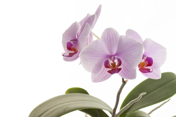 Pink streaked orchid flowers — Stock Photo, Image