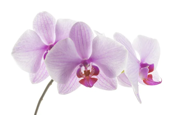 Rosa strimmiga orkidé blommor — Stockfoto