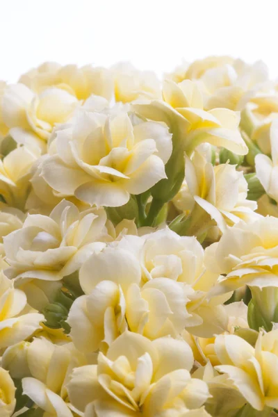 Yellow kalanchoe flowers — Stock Photo, Image