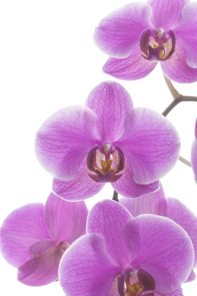 Pink streaked orchid flowers — Stock Photo, Image