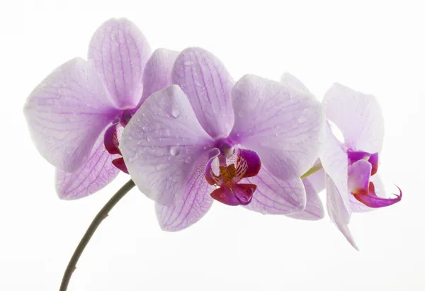 Flores de orquídeas rosa listradas Imagem De Stock