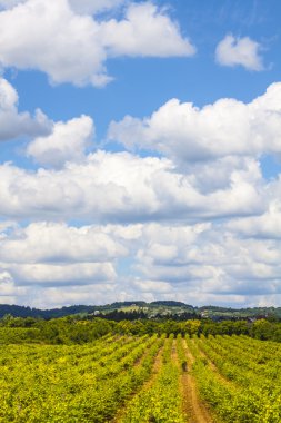 güzel üzüm peyzaj