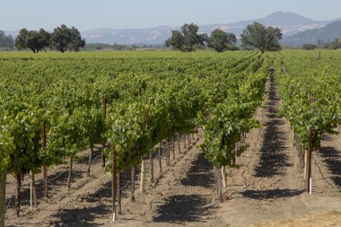 Vinyard