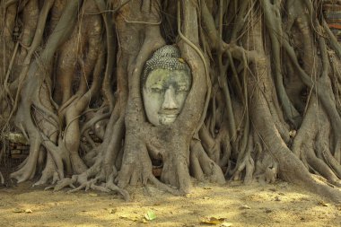 Buda kafa wat maha, ağaç kökleri bu