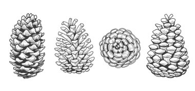 Çam kozalağı kabartma seti. El çizimi çizimi. İzole xmas kozalakları.