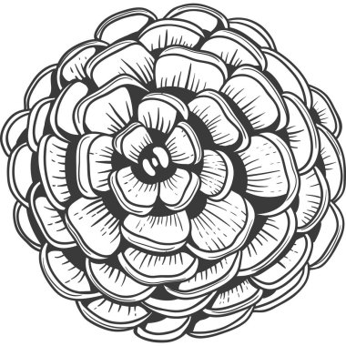 Çam kozalağı kabartması. El çizimi çizimi. İzole xmas kozalakları.